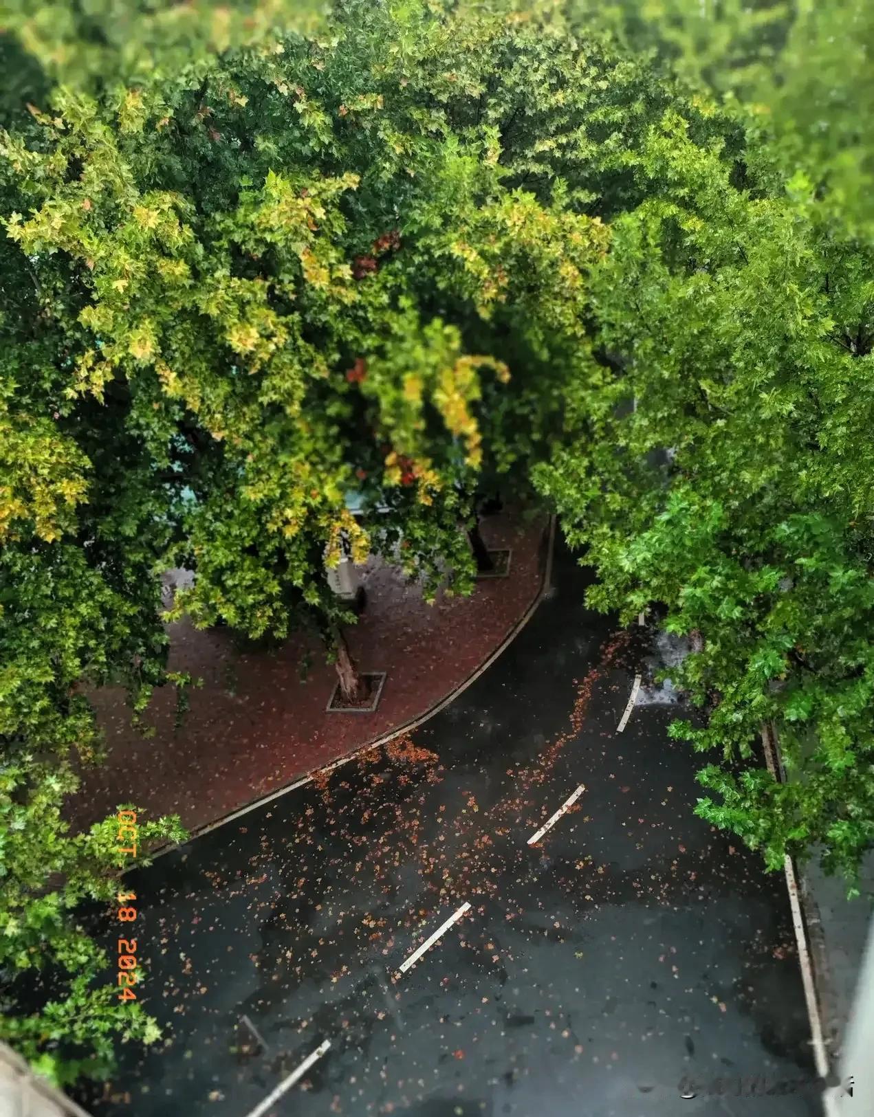昨夜一场秋雨
今晨叶落梧桐
数不清的叶子，纷纷归去
秋啊，那是最深的眷恋
……