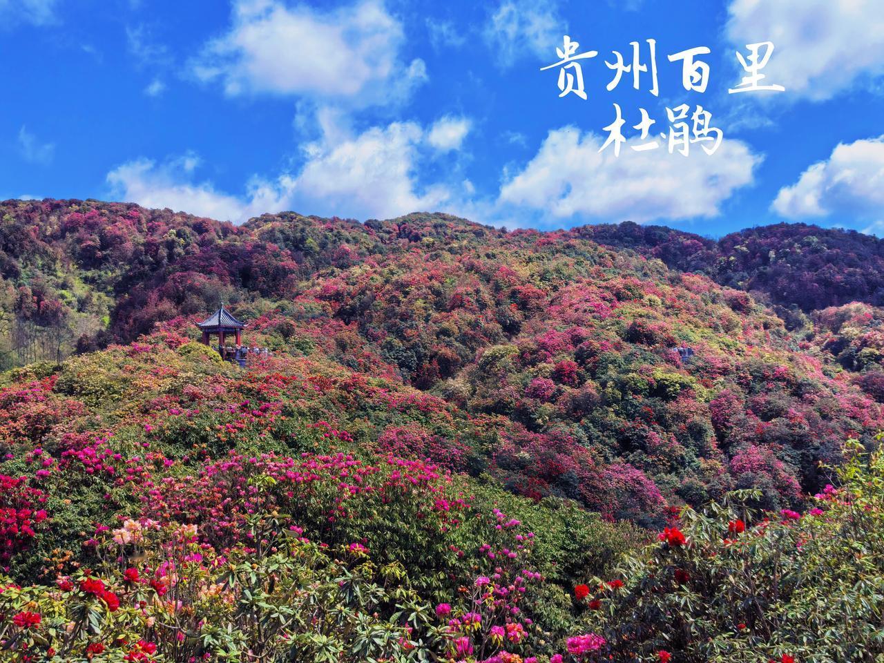 带着家人，赴一场百里杜鹃的春日之约，把春天的浪漫装进口袋🌸