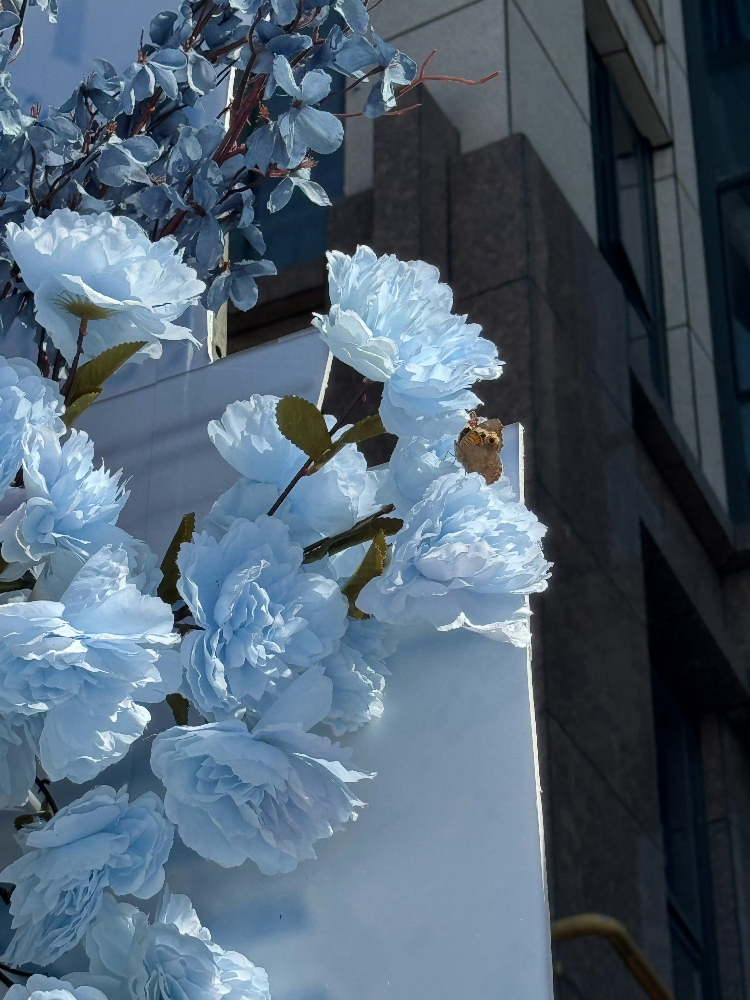 宋亚轩贵阳演唱会的花墙简直就是婚礼现场！青色花朵美到失语，还吸引来了一只蝴蝶🦋