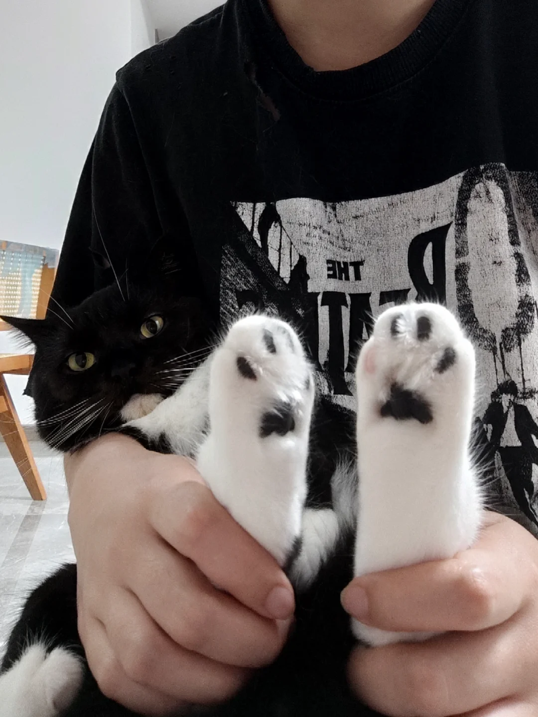 最新款猫爪捏捏，路过都可以捏一下🥺