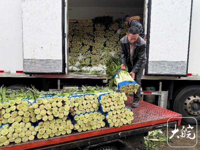 【#春菜上新香椿批发价跌至每斤40元#】#合肥蔬菜在田面积32.7万亩供应稳定#