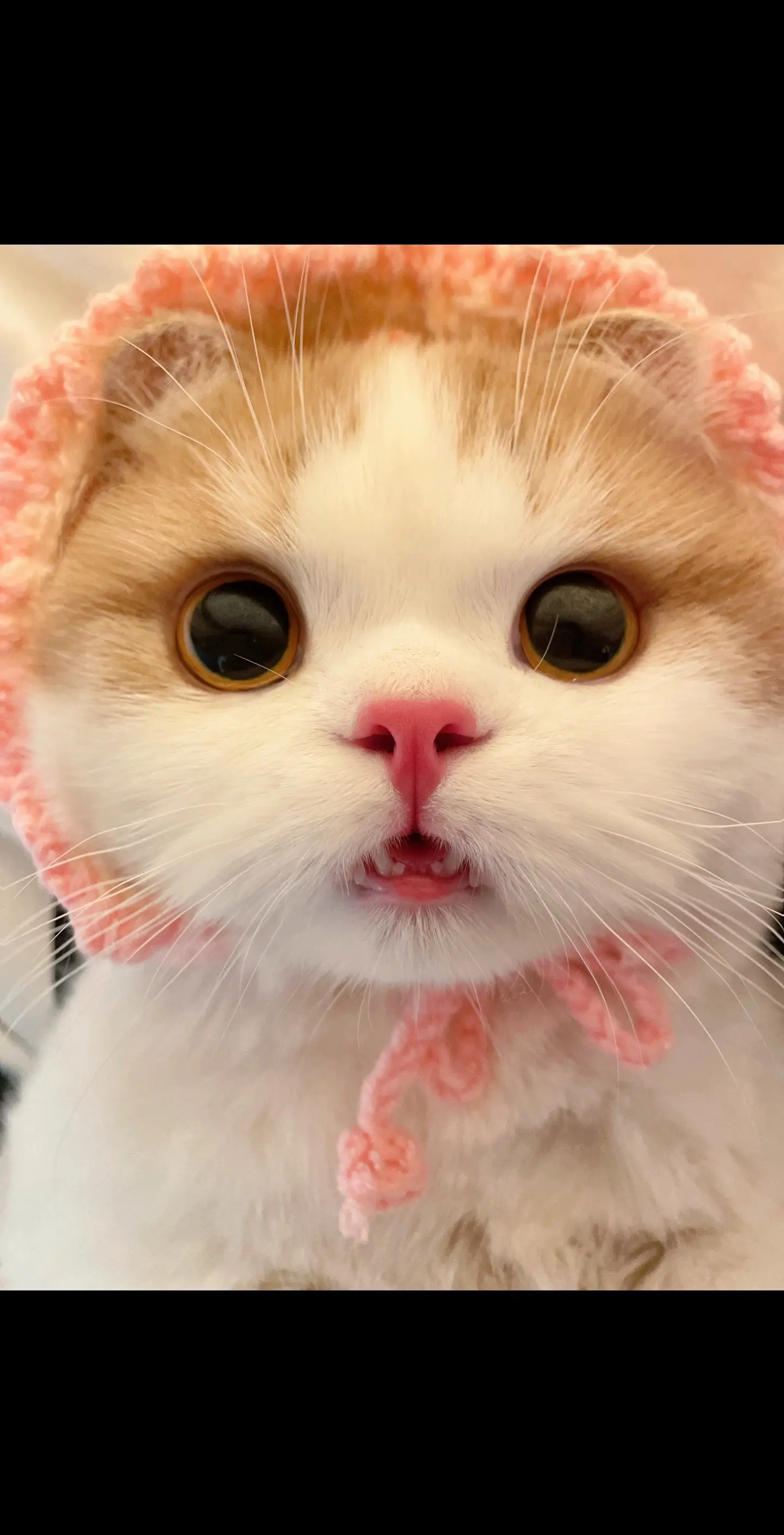 宝宝是小兔叽～还是狼外婆呀