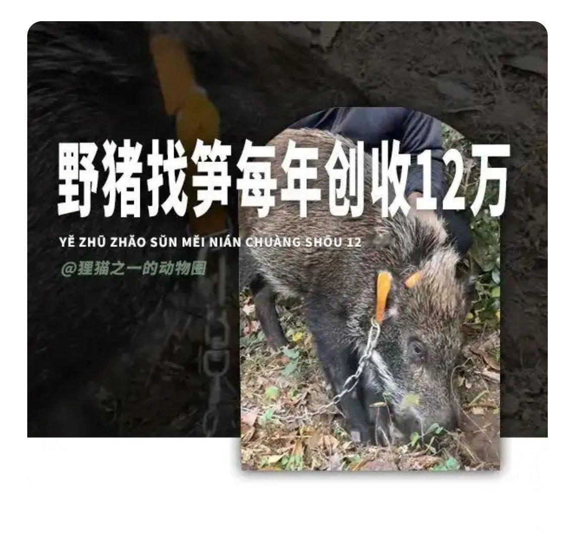 现在AI低垂的果实不多了，得像野猪一样去寻找黑松露。 