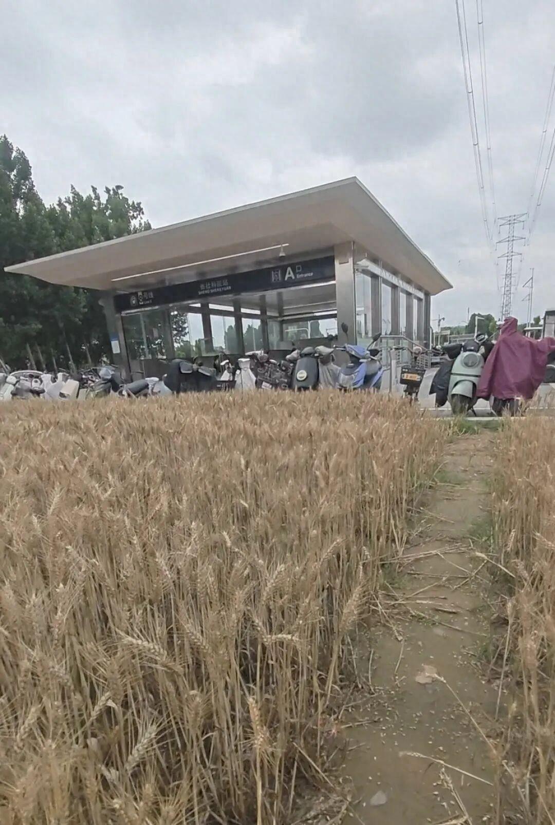 绿化带里种小麦既是无奈之举，也是一种创造，既不要夸赞也不用讥讽，更多可能是一种苦