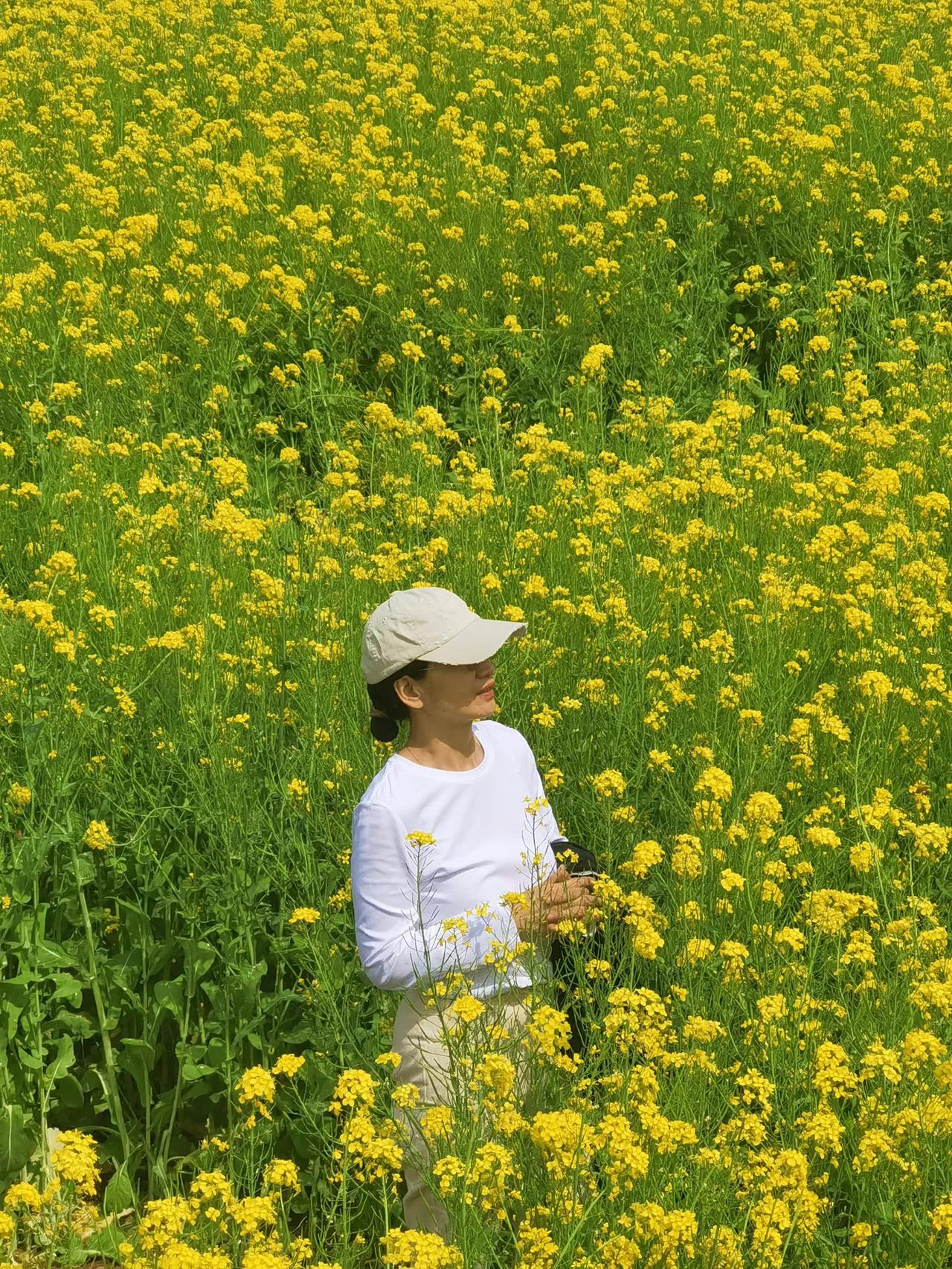 去年这时候油菜花海看了还拍了几个图留念，今年朋友又约去，却根本不想再去了，也不知