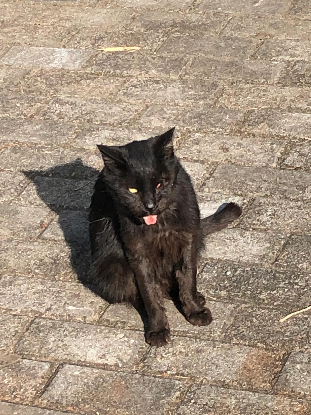 
小黑猫接受几次投喂后，带我们去见她家人