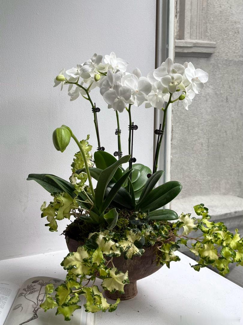植物组合✨lumos植物系列 ​​​