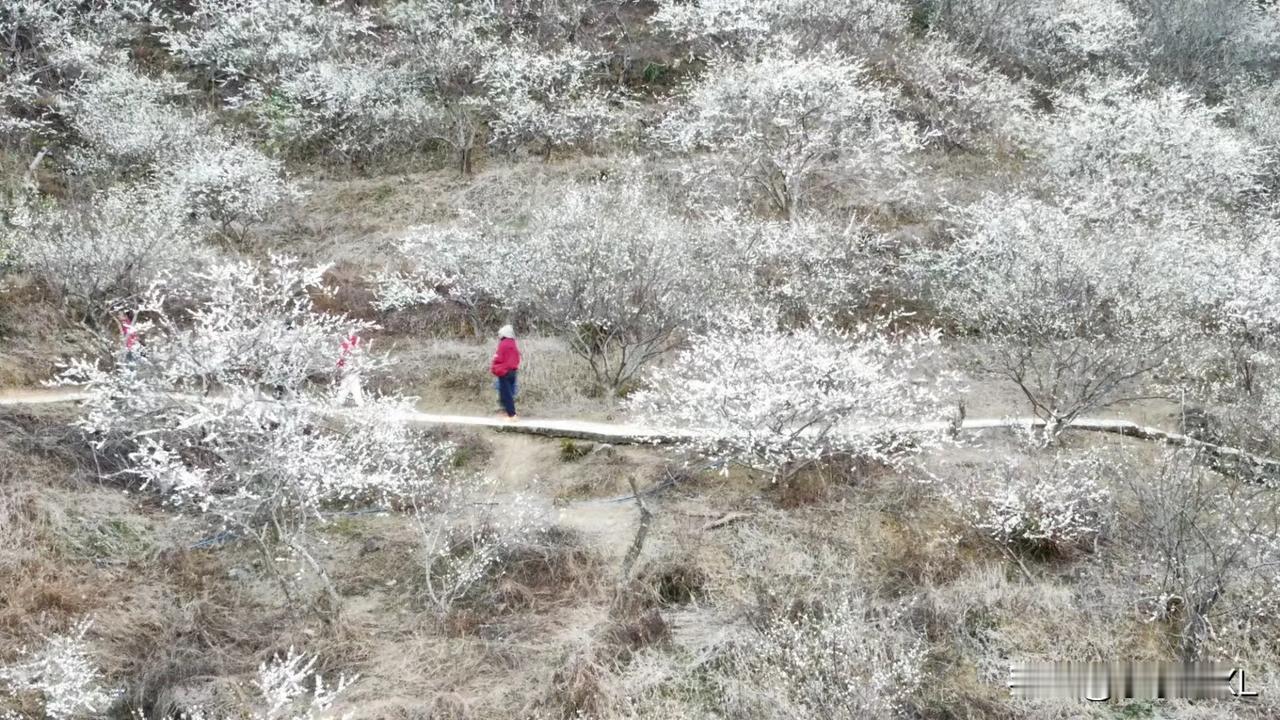 梅花欢喜漫天雪
晒图笔记大赛 
从化流溪河畔，迎来了梅花欢喜漫天雪：今年的梅花开