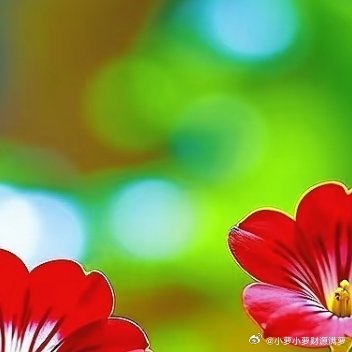 石缝里的春天，往往比花园更懂生命力。它们不争沃土，只取天光，在坚硬的角落，开出柔