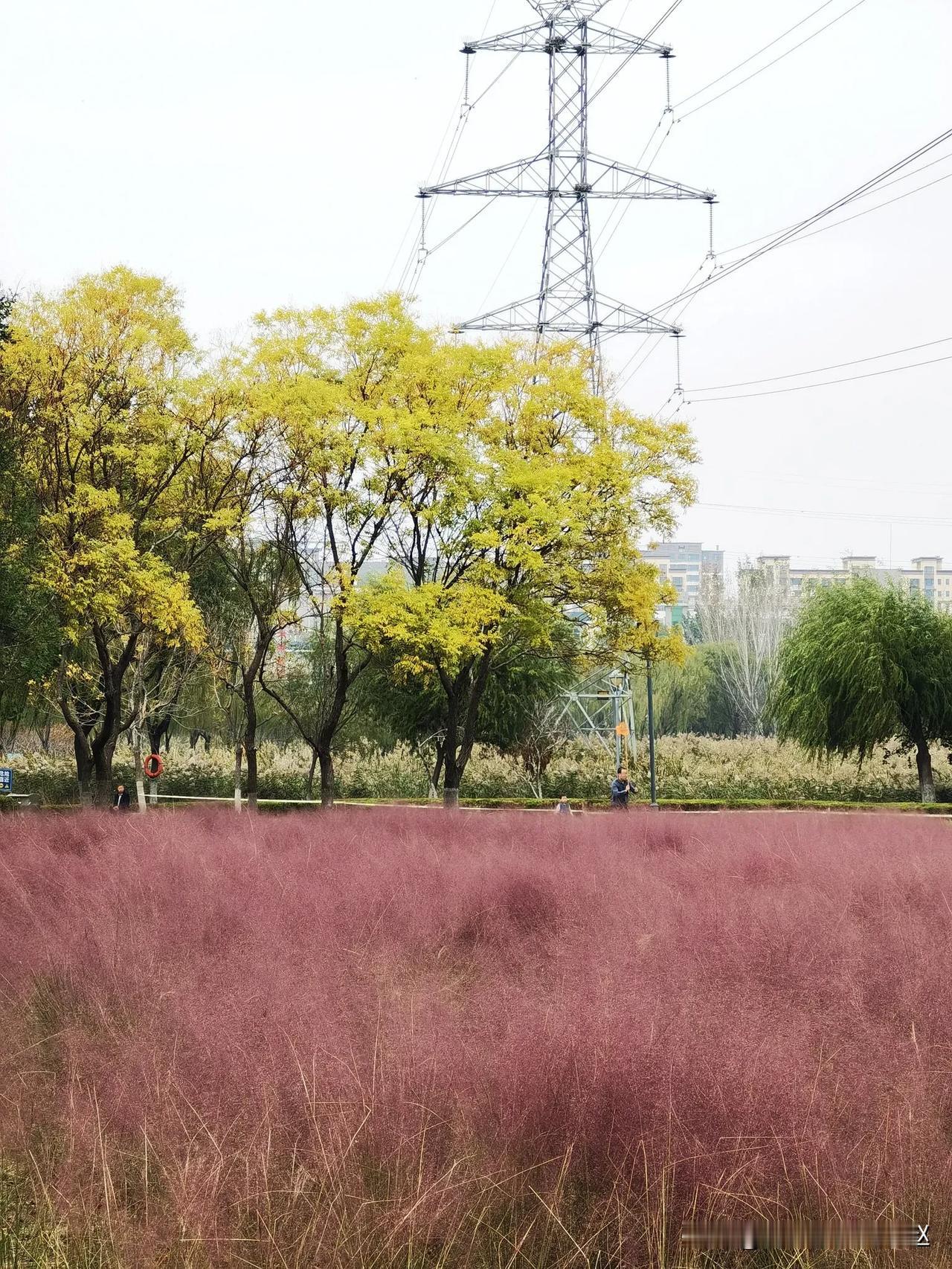 虞舜公园的粉黛乱子草