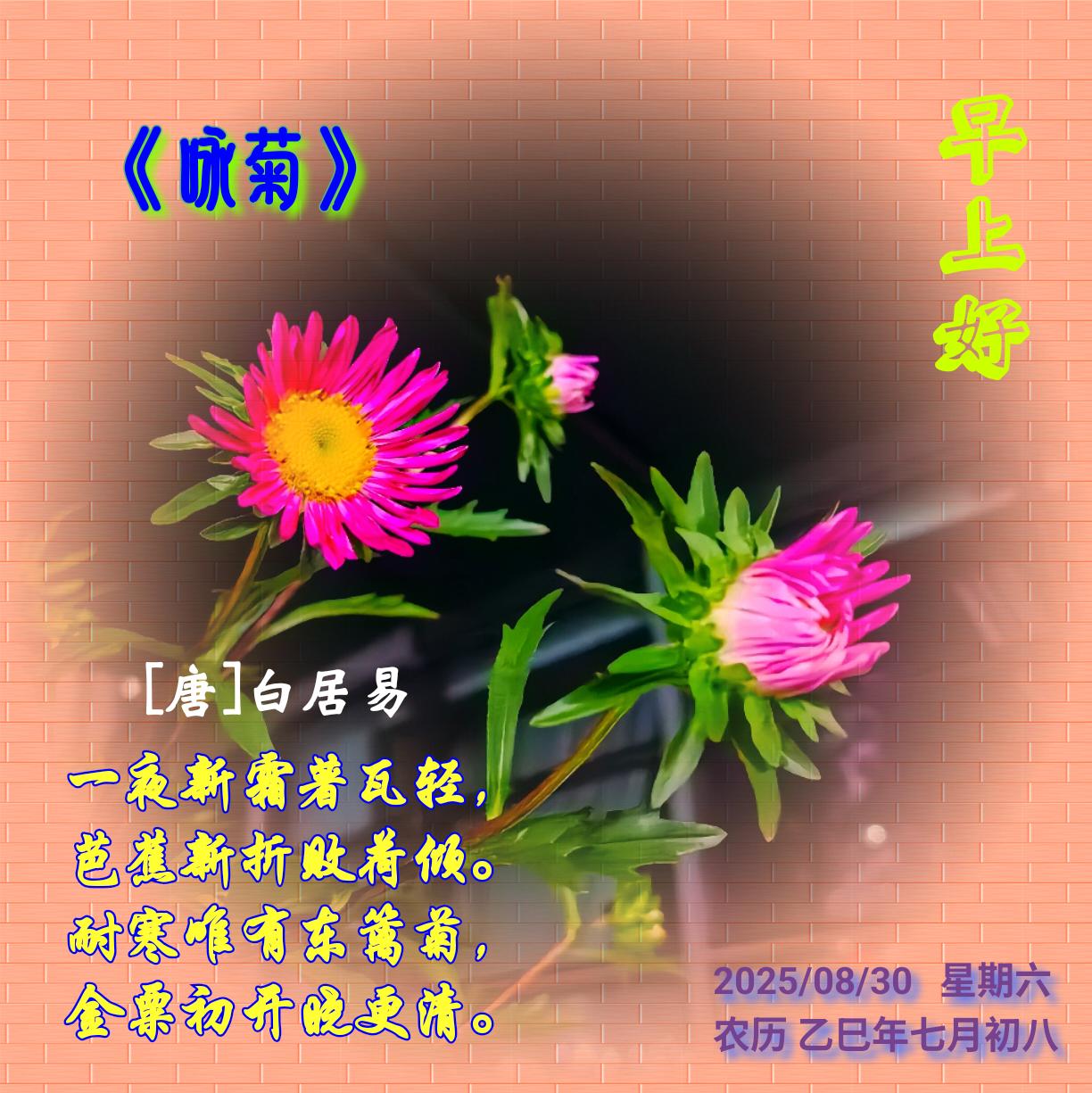 咏菊