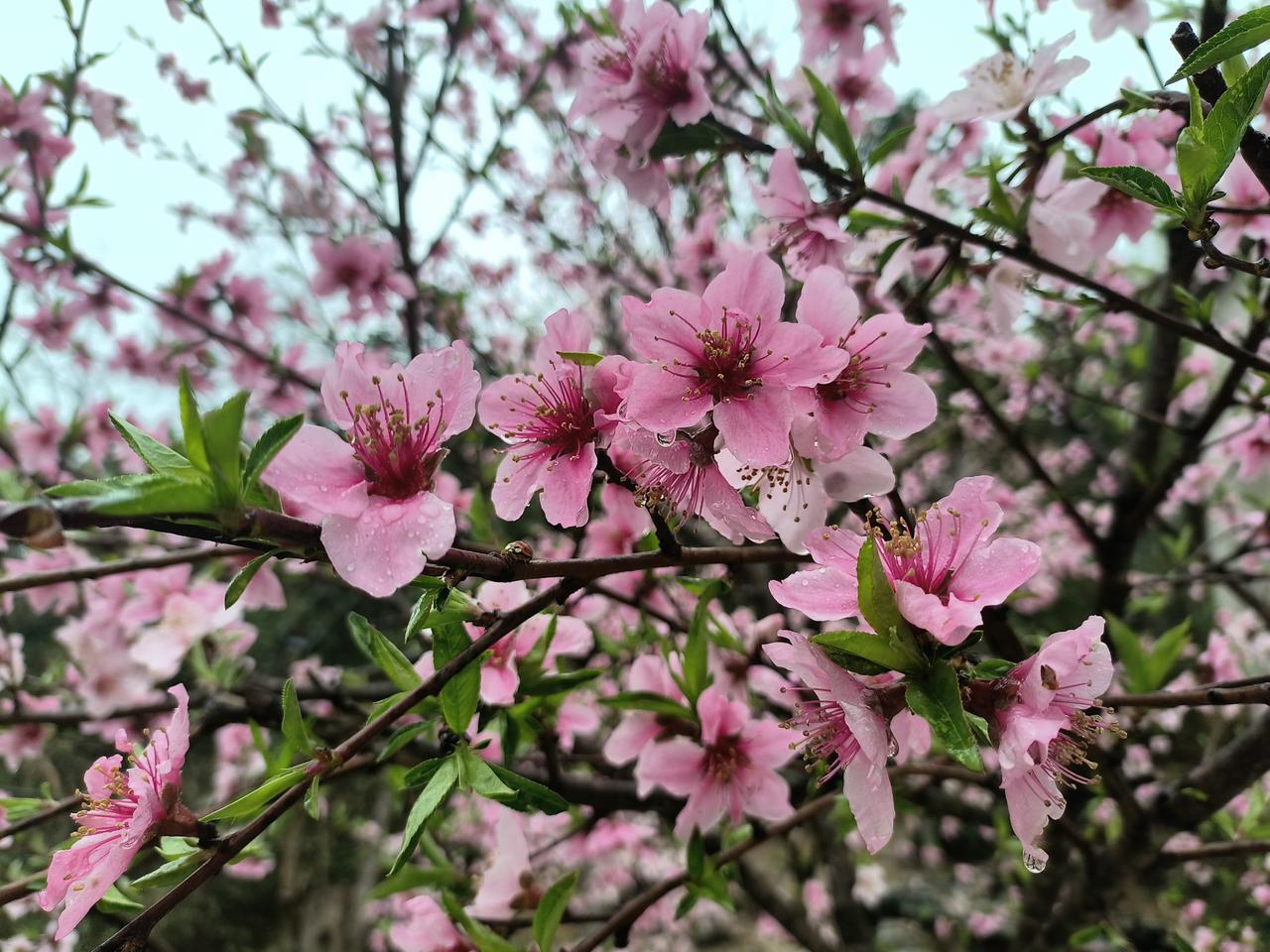 晒图笔记大赛去年的桃花开的真好！