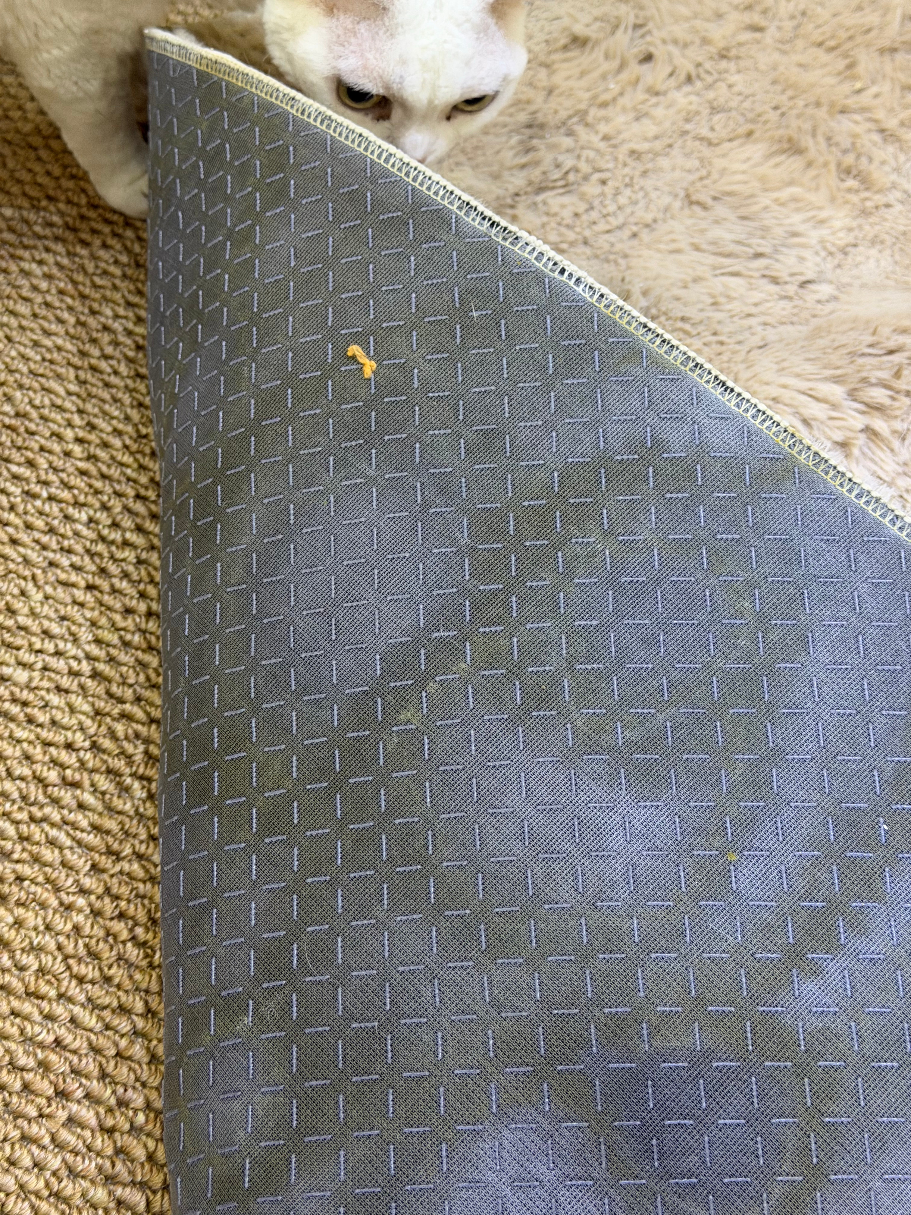 我真的要崩溃了，又损失两块地毯真的好生气啊 我真的资了 尿在地毯上面 这股久久散