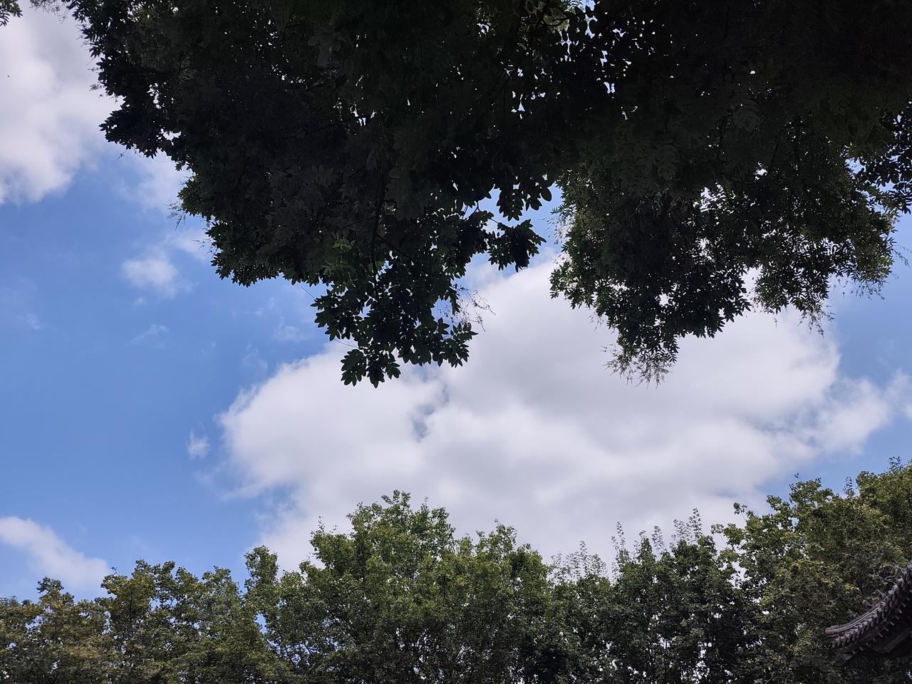 【打卡】分享几张干净的天空照片
天儿太热了，坐在古树下喘气。
看到这样的天空就随