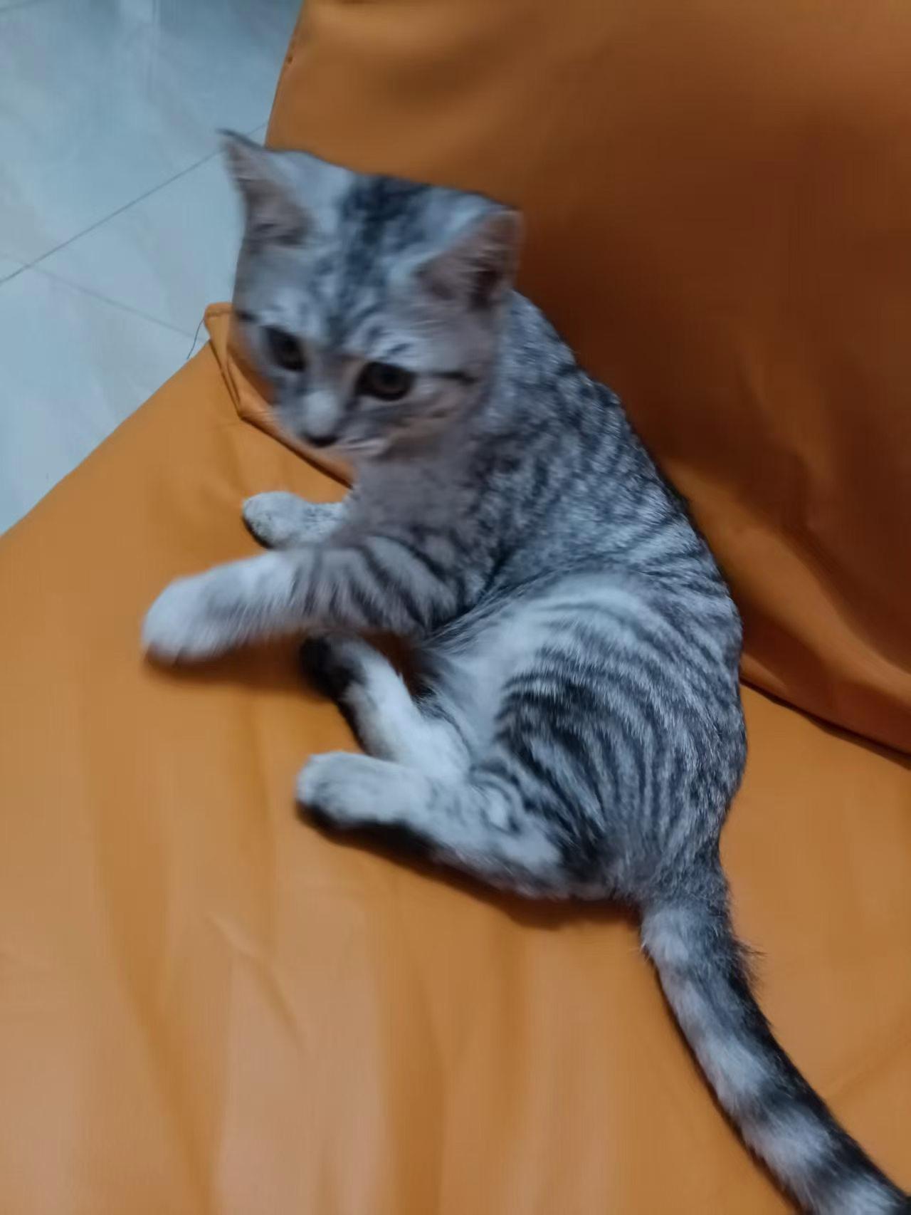 珠海，小猫领养信息

小猫名小贝，免费领养，2026年3月15号出生，己接种第二