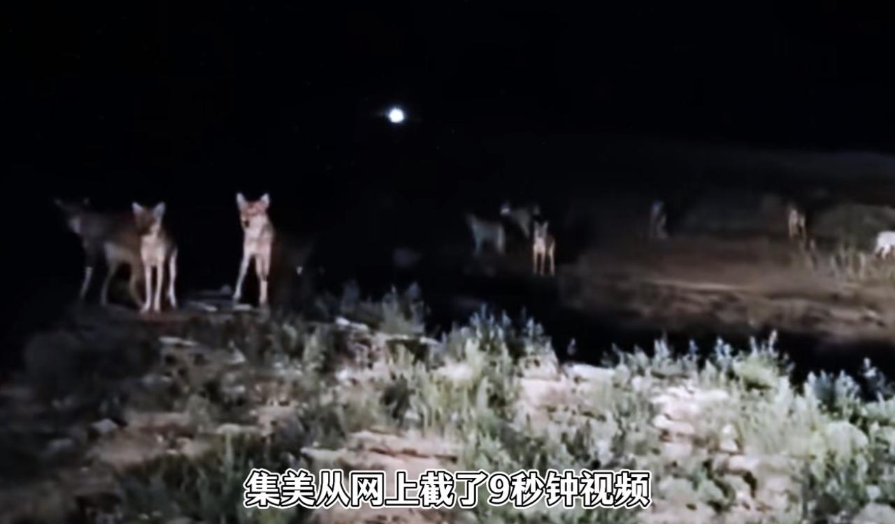网上截了段9秒的视频，就能硬生生编出一出“男生偷狼崽”的大戏。
现在的小仙女，为