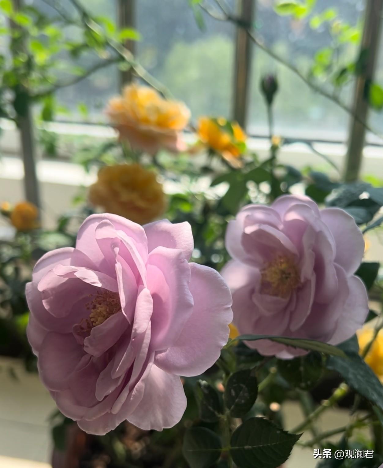 我在阳台上养的月季开花了，每天都看不够，蓝色风暴味道清香，可惜不耐晒，几乎是三日