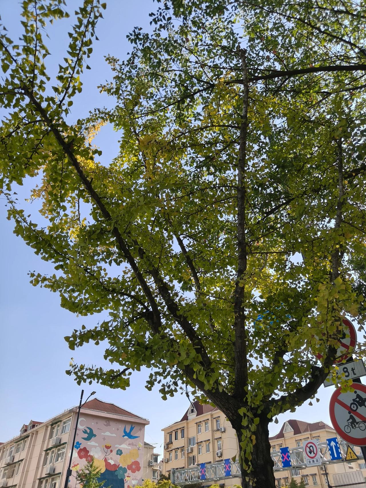 冬日美景随手拍实景图分享！