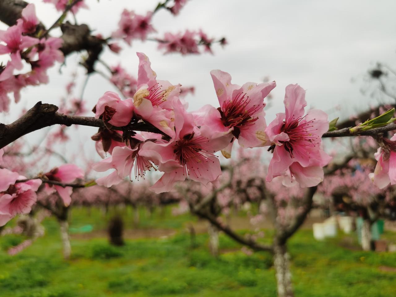 在哪桃花盛开的地方，是我可爱的家乡。