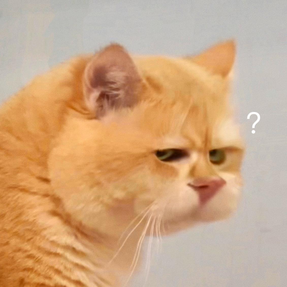 请服用小猫抽象表情包。