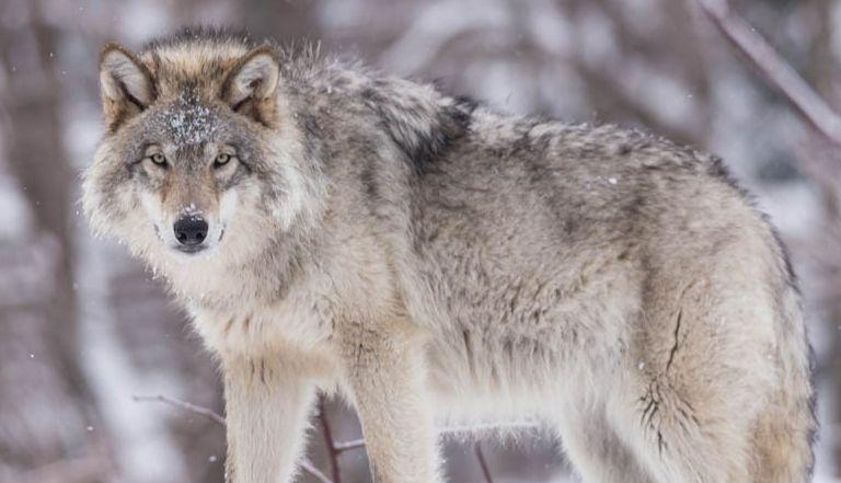 1943年冬，毛主席乘坐汽车从延安的枣园出发，驶向延水河畔。

那天的延安傍晚比