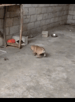 都说狗拿耗子是多管闲事，可这只小狗显然不这么认为。

狗不大，老鼠却不小，但完全