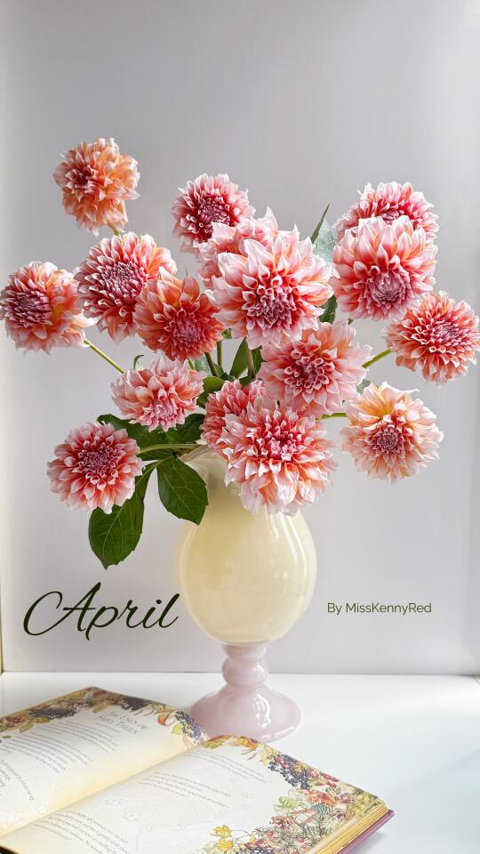 奶油桃子的春天｜明媚阳光下的它