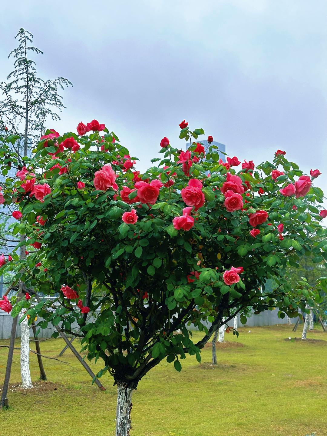首先把自己变成想要的样子，然后遇一个无需取悦的人，友情爱情或者生活都一样，安全感