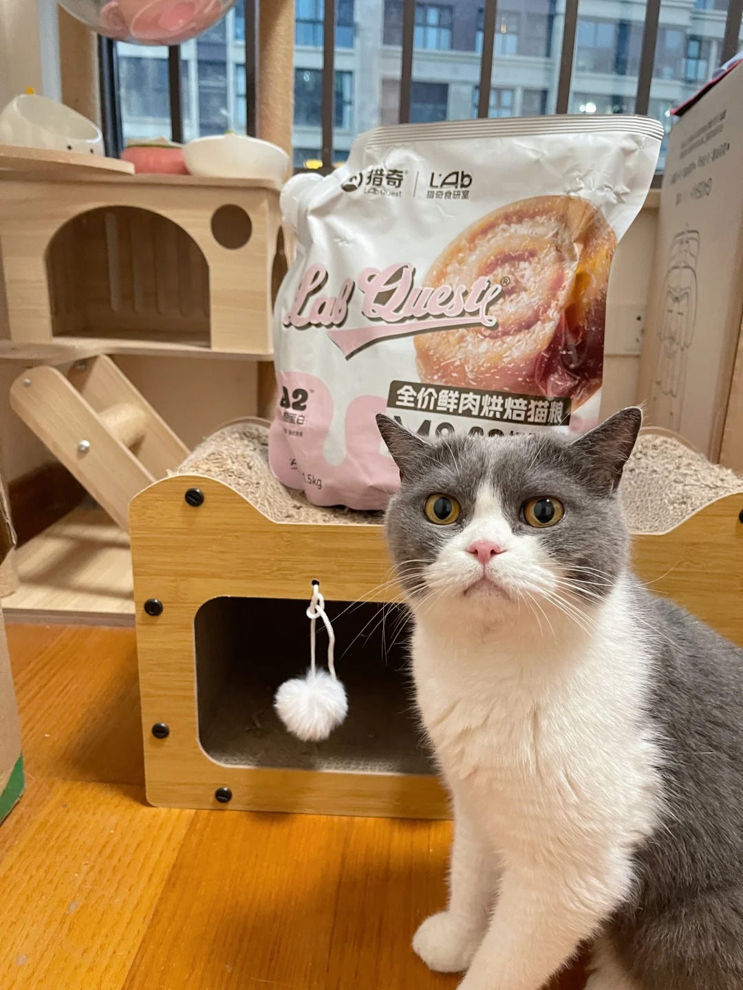 挑食猫闭眼冲！猎奇奶酥卷猫粮太香了！！！