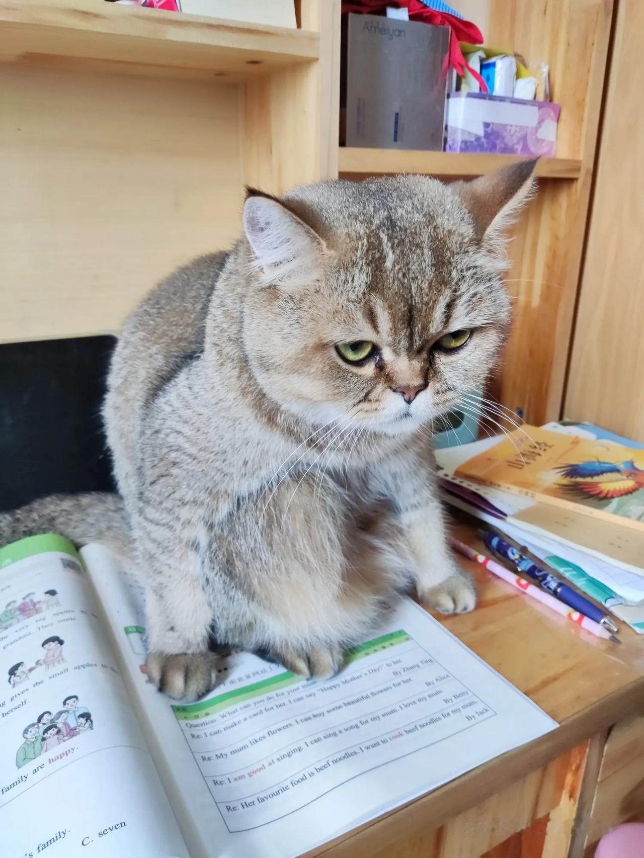 随拍
只要妹妹一做作业就跑过来蹲着不走，
是监督妹妹做作业，还是不要妹妹做作业？