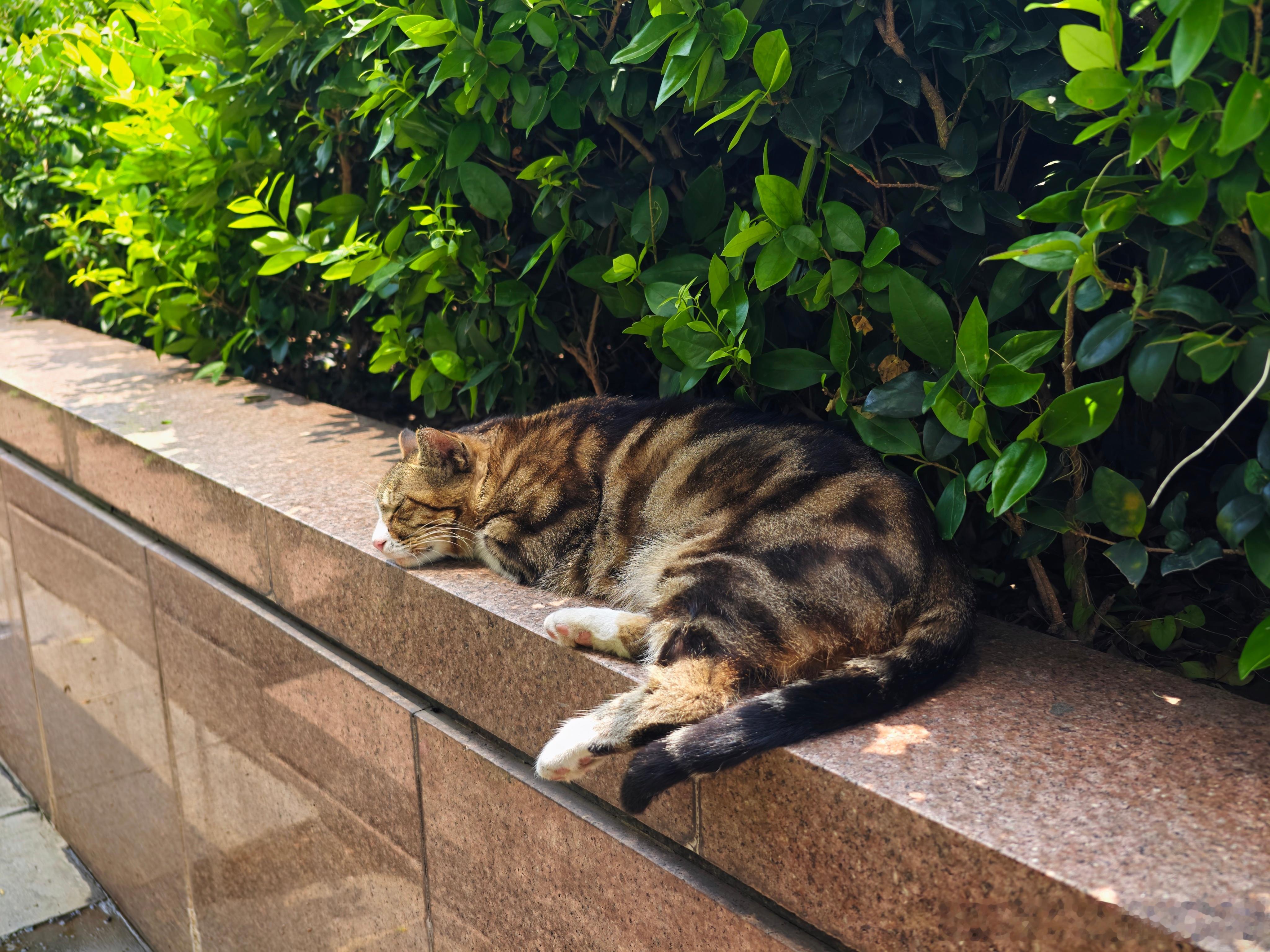 上海流浪猫流浪猫【渣猫·阿福写真四十九】昨天麦粉们说没看到阿福，今天赶紧给你们更