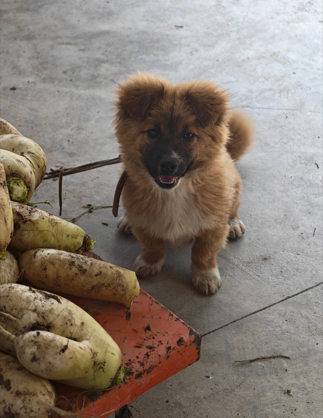 在乡下 你要是浅眠 三点被吵醒那可能是小狗在叽叽歪歪 （小猫应该在睡觉你要是四点