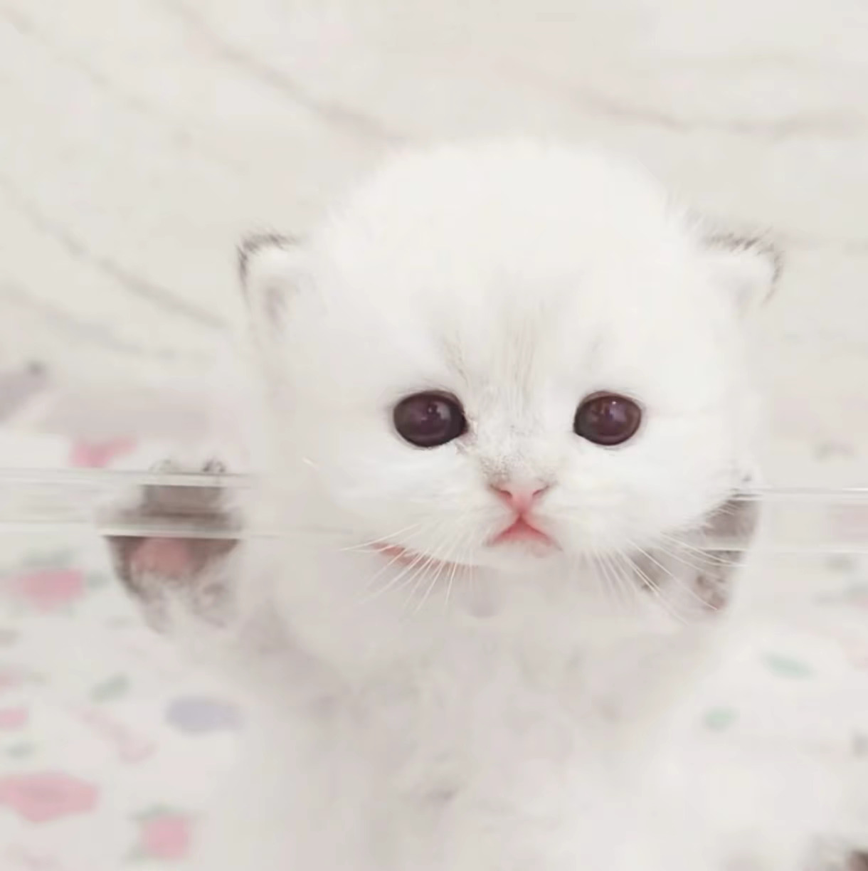 你和小猫，没区别。小猫头像｜可爱头像｜审美积累｜ 