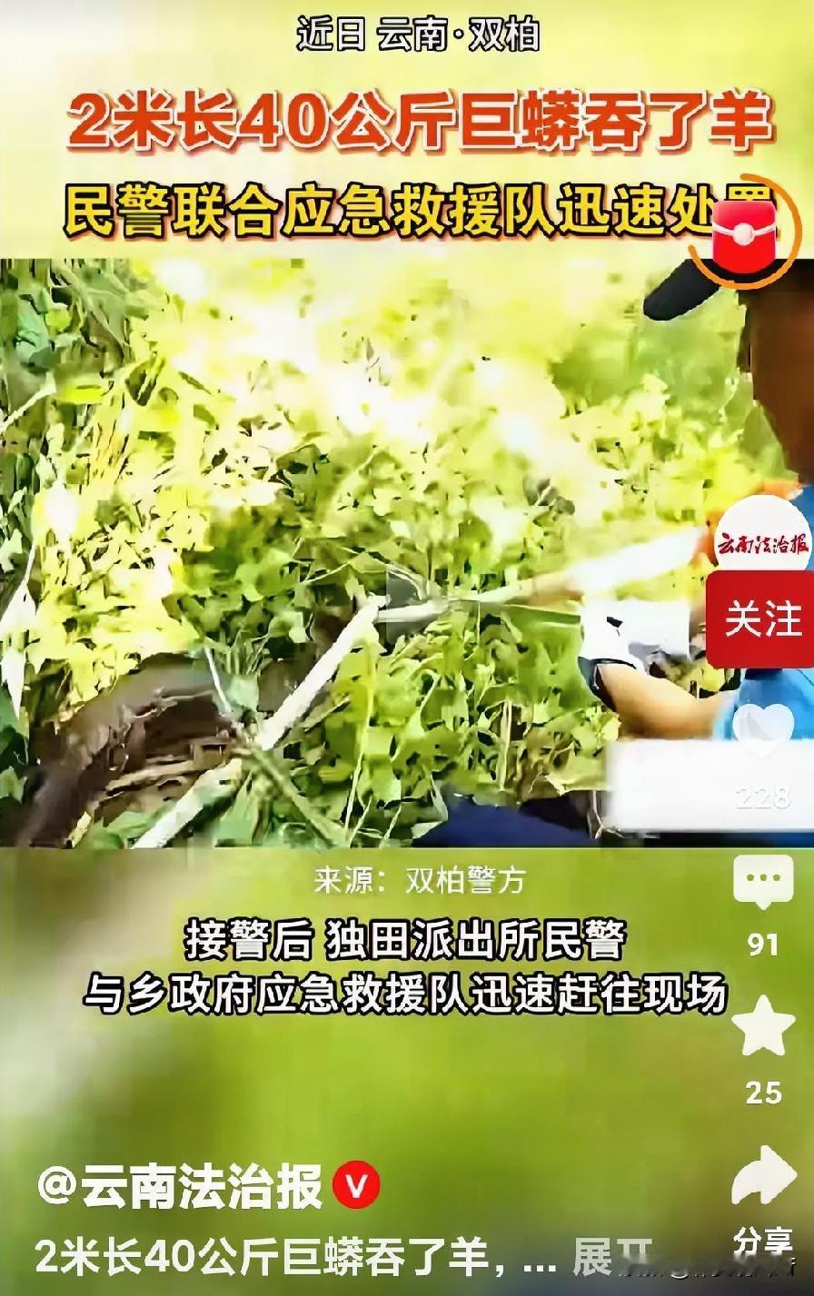 刷到云南这条2米缅甸蟒吞15公斤黑山羊的新闻，直接看愣了。
楚雄双柏县的村民去羊