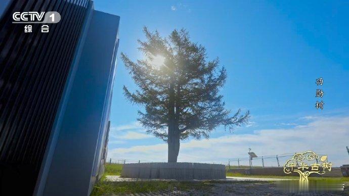 140岁落叶松救活一片荒漠 一棵百岁树也能教人种树 塞罕坝曾满目苍，140岁老树