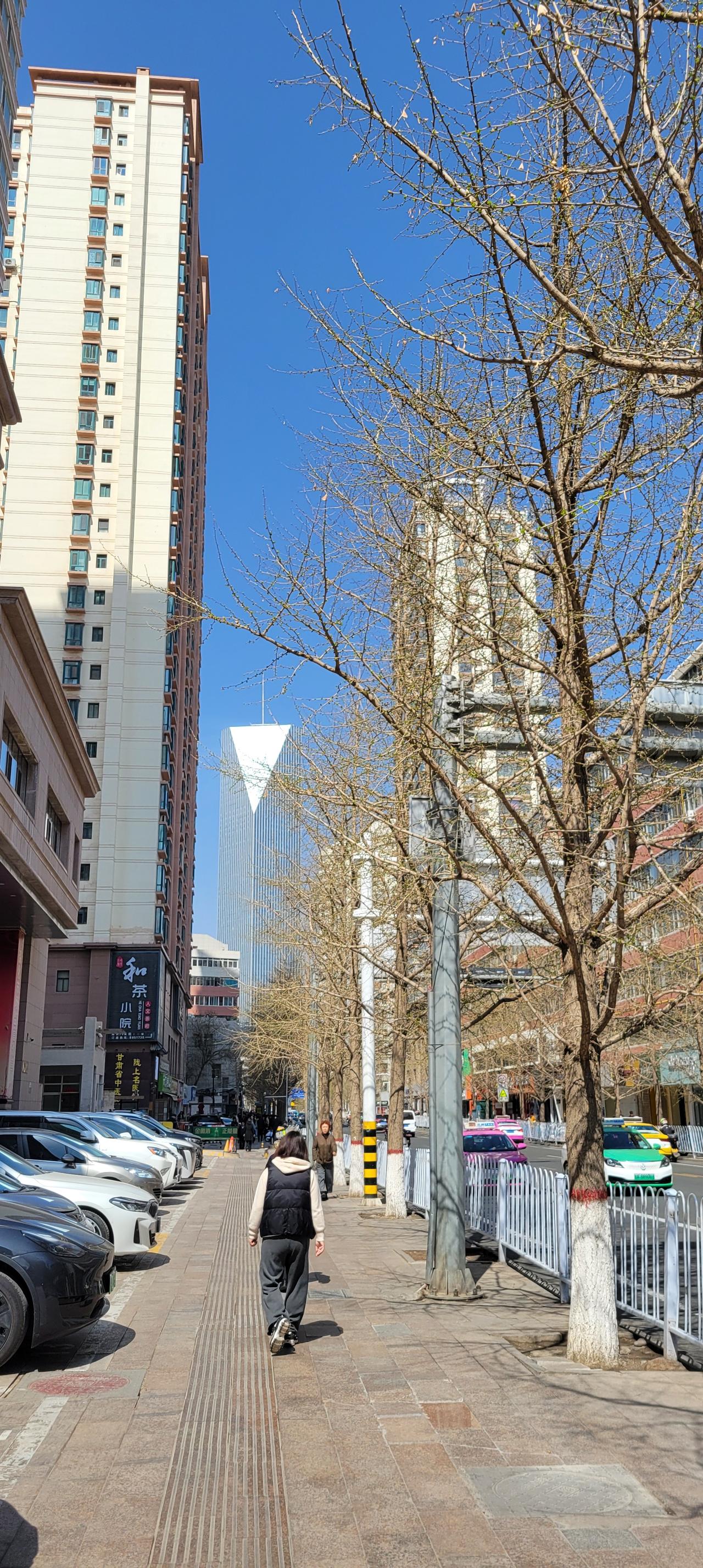 今天早上路过兰州甘南路，发现道路两旁的银杏树已经长出了嫩芽，不仔看还真看不清楚。