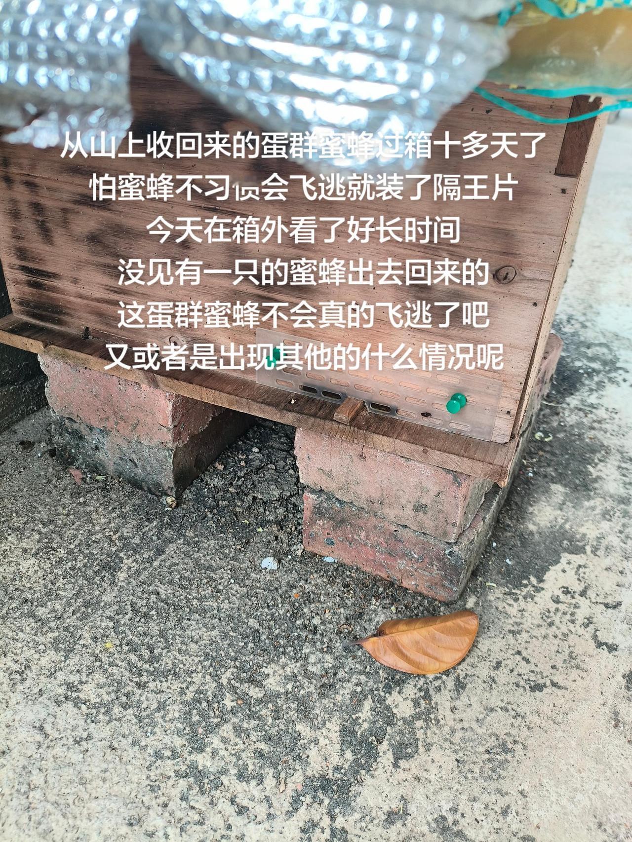 从山上收回来的蛋群蜜蜂过箱十多天了
怕蜜蜂不习惯会飞逃就装了隔王片
今天在箱外看