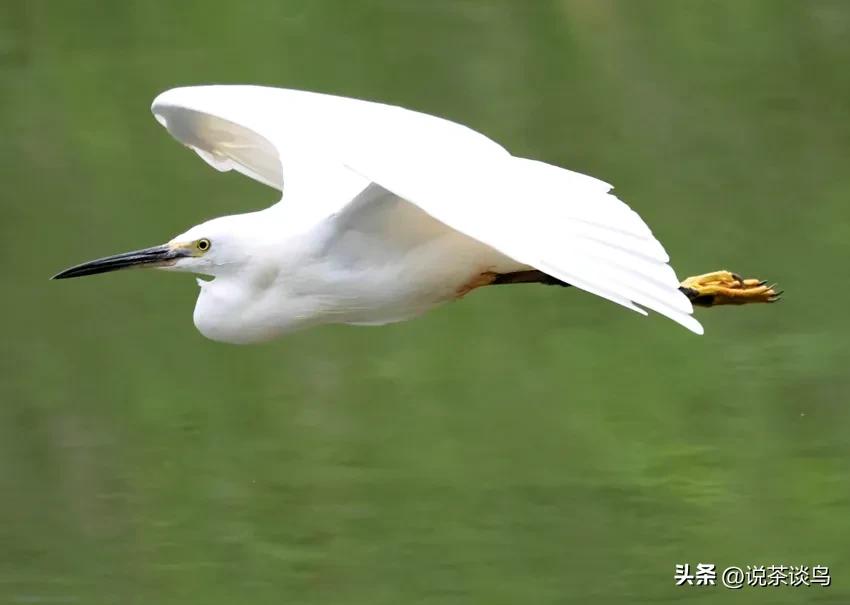 高洁的白鹭！
白鹭历来被誉为高洁吉祥之鸟，深受历代文人雅士的喜爱。其图案还上了明