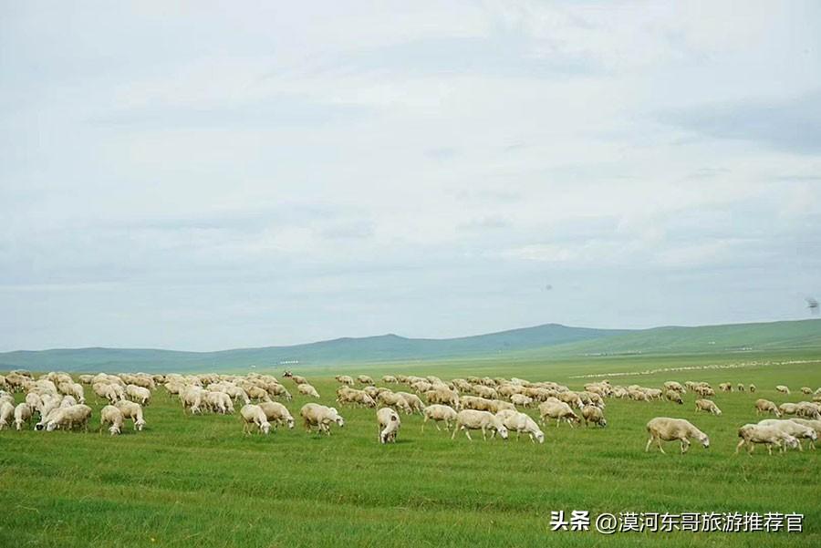 春天在呼伦贝尔骑马追风🌿真的会美到失语！！
5月将至，呼伦贝尔的春天也姗姗而来