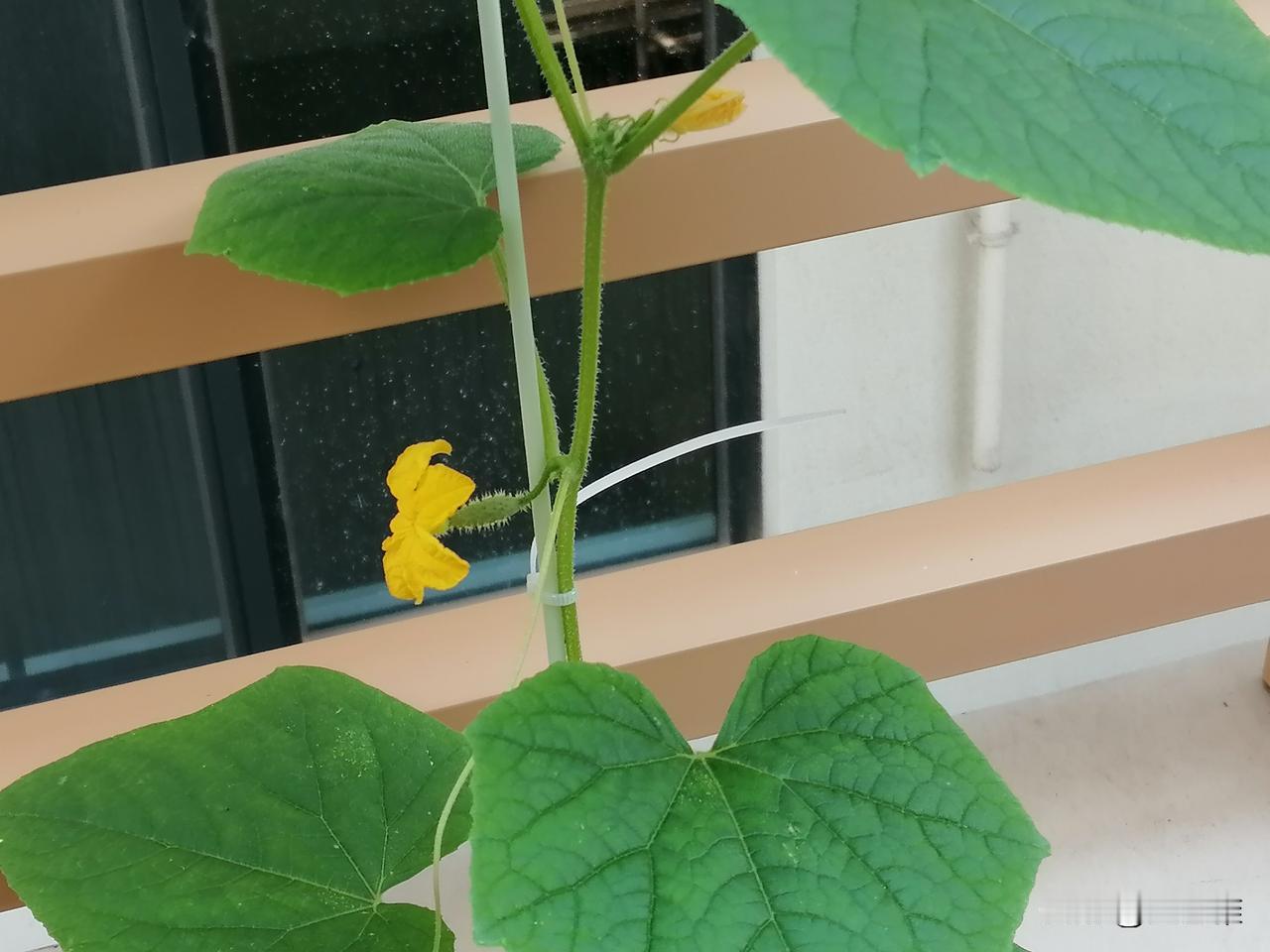 之前在景田时，结的小黄瓜还没长到小拇指大就烂掉了，这次这个不知道能不能长大？
