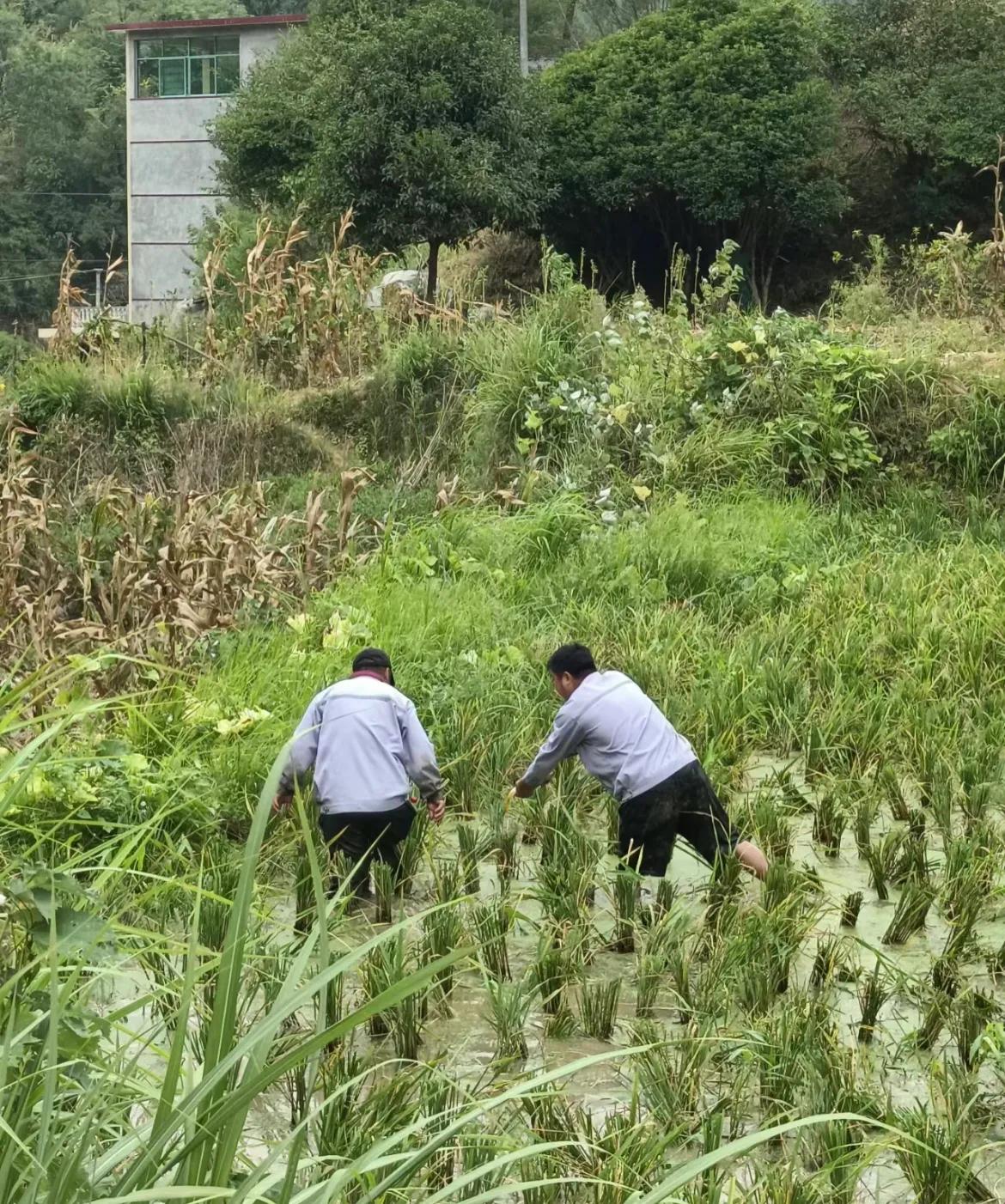 去年，大舅心血来潮，在水稻田里养鱼。他花了 150 元买了鱼苗，但收割水稻时，连