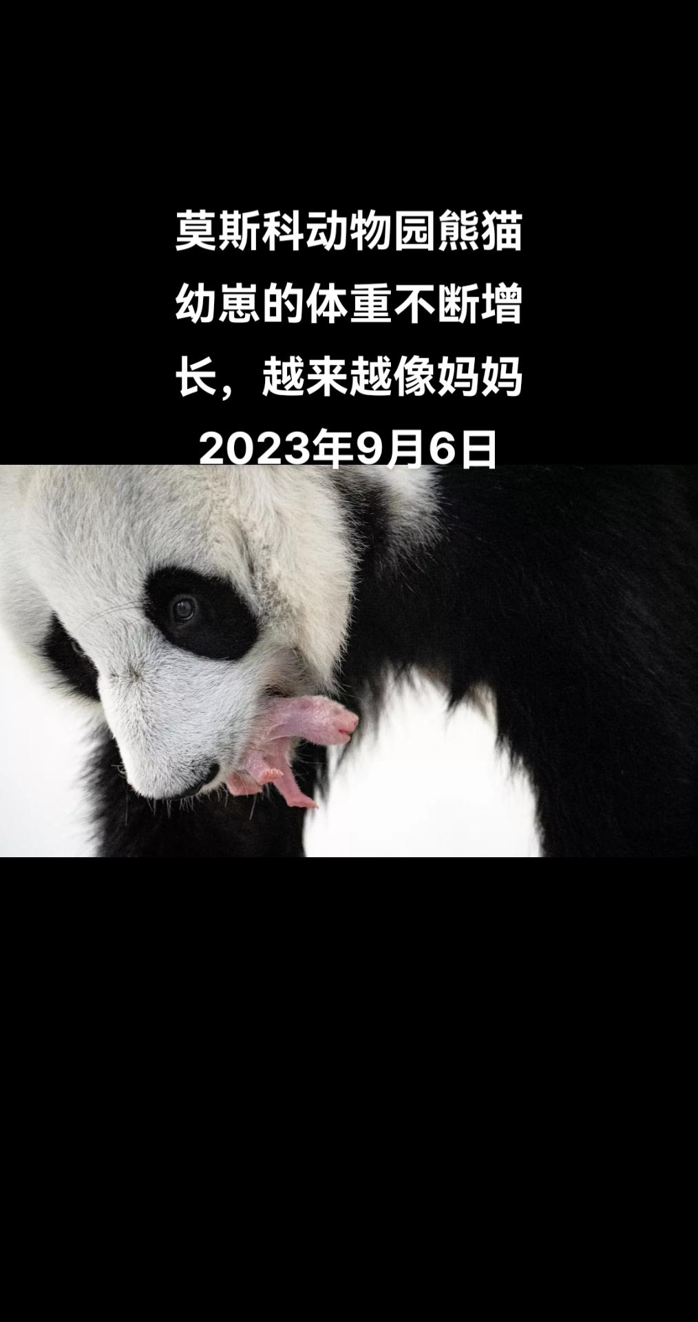 俄罗斯卫星通讯社莫斯科9月6日电 俄罗斯莫斯科动物园园长斯维特兰娜·阿库洛娃在“