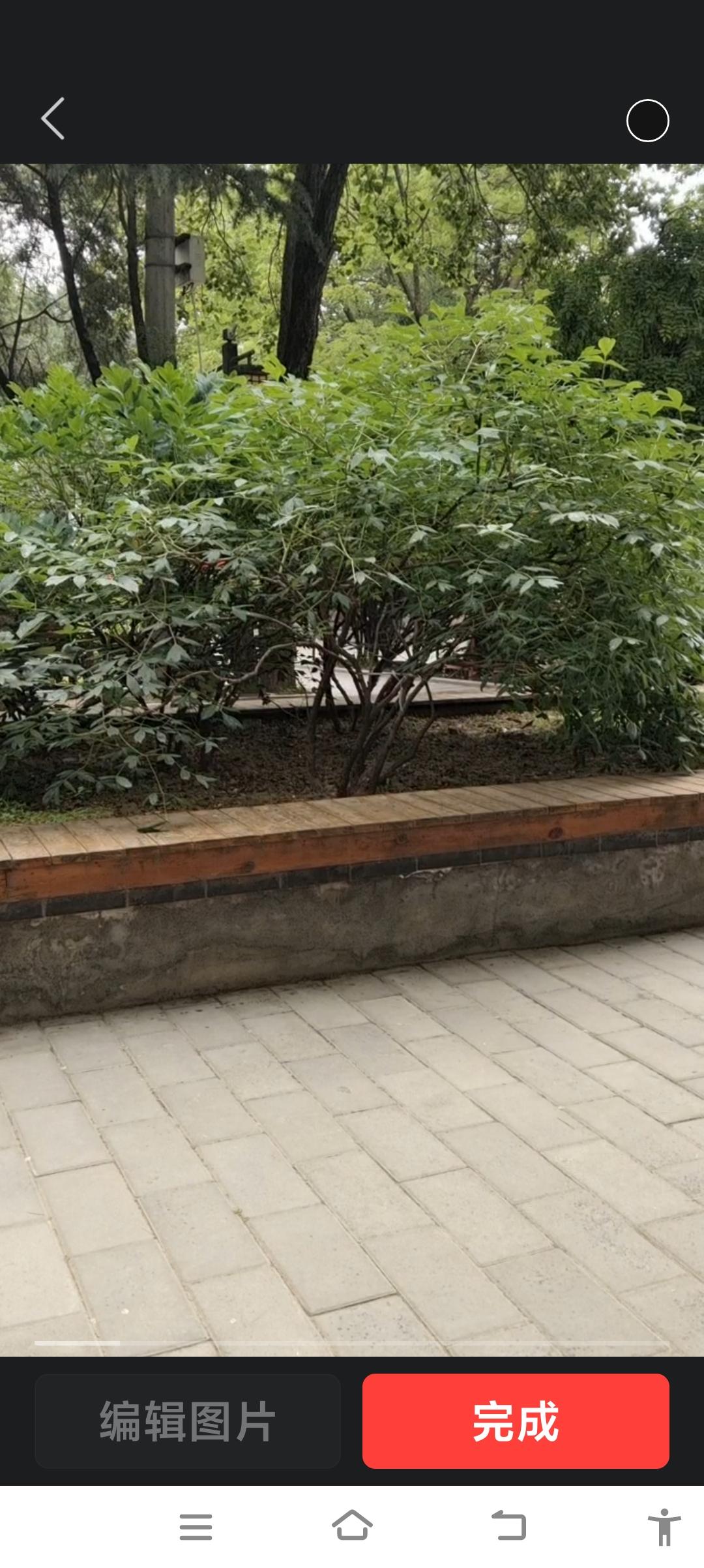 绿意盎然的公园小道，静谧而美好。