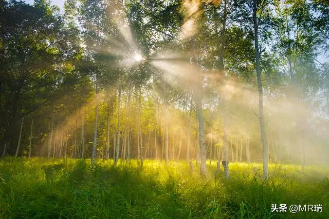 阳光在玻璃上流淌
像一尾金色的鱼
游过三月的窗棂

柳枝垂落
在风中写下
绿色的