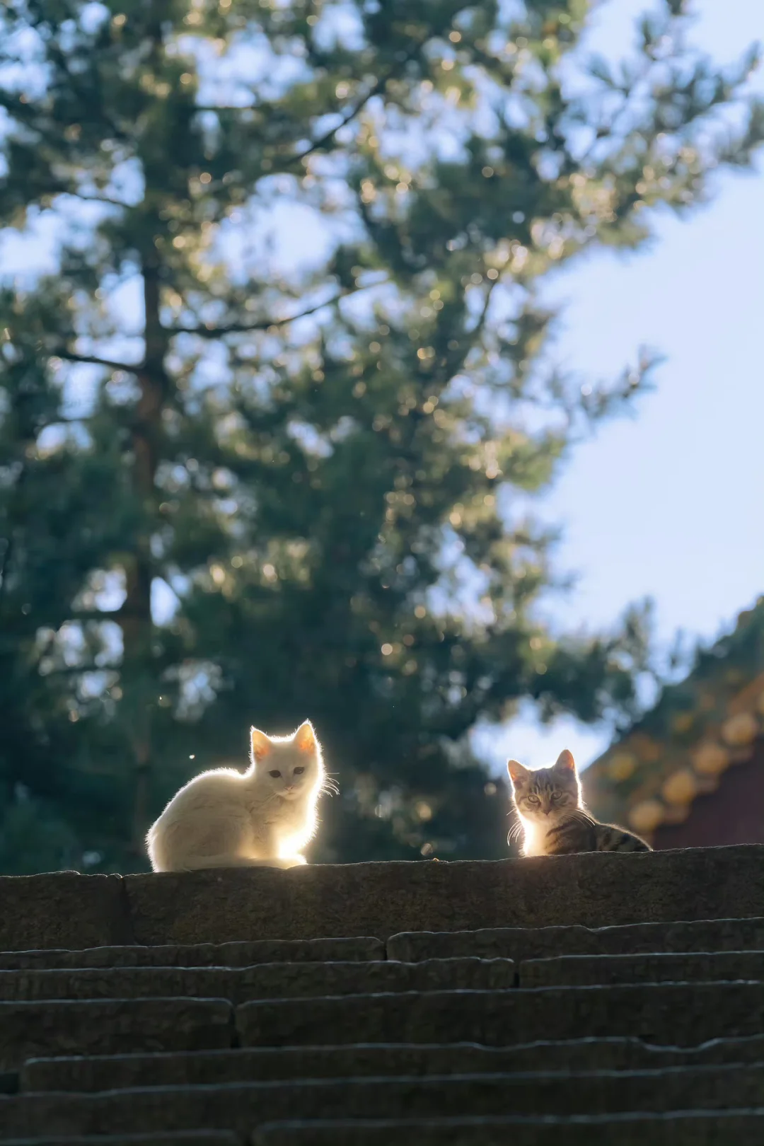 佳片回顾｜是猫总会发光的