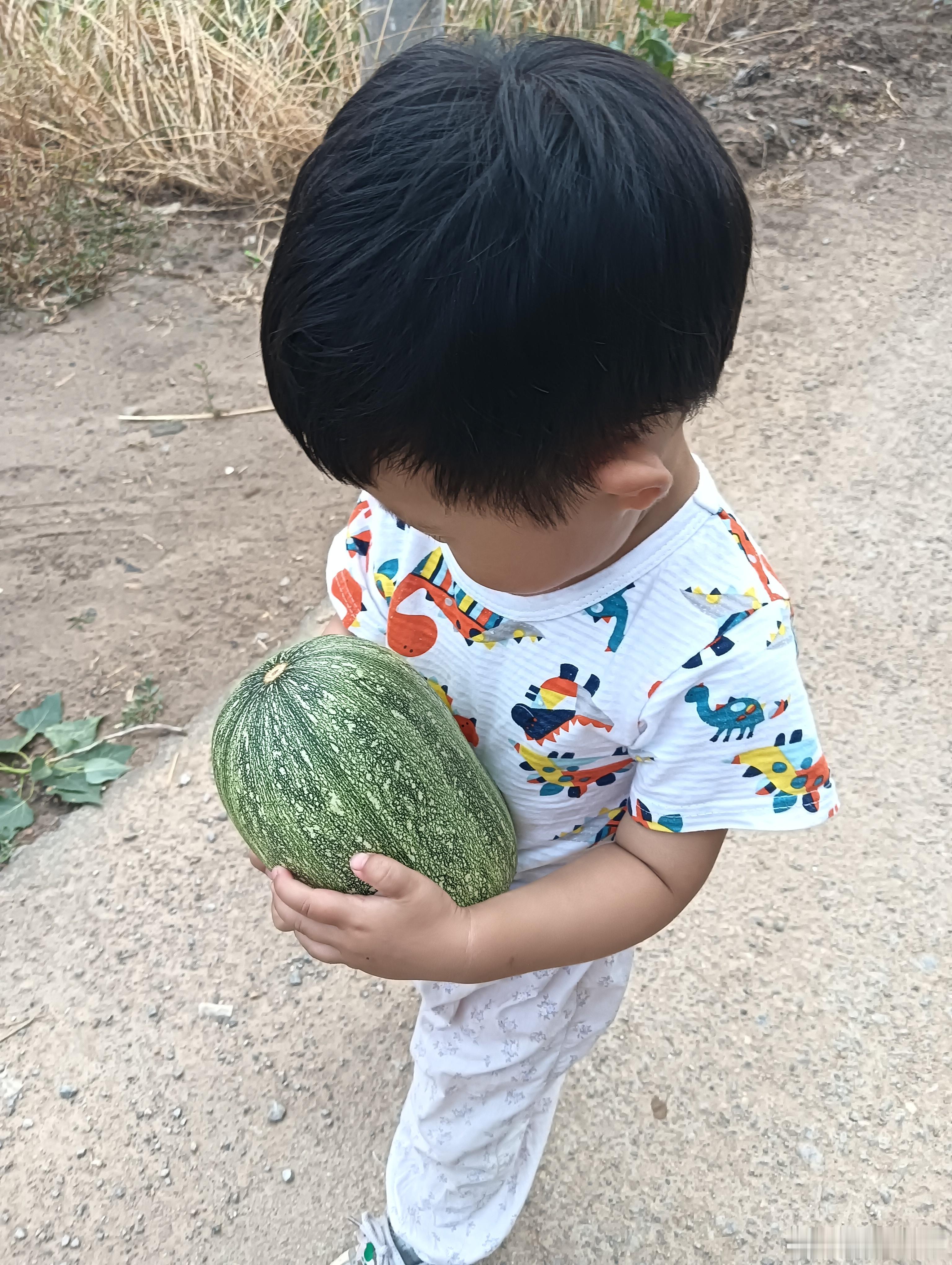 我种的这个西葫芦怎么和卖的不一样呢？咋长这么大呀？看起来还很嫩，还能再长呢，先摘