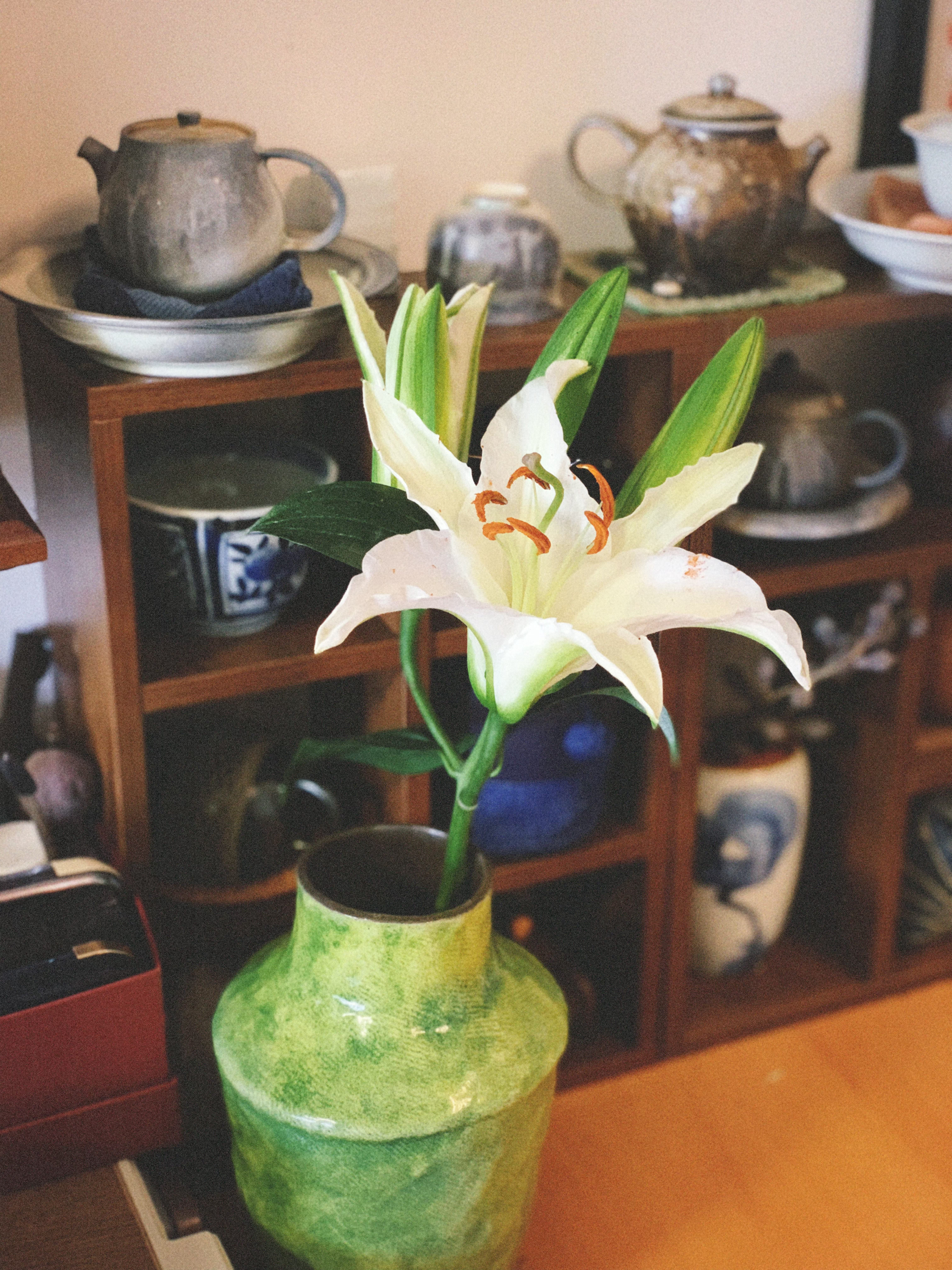 每次去花店逛，都想买一束和绿色花瓶相配的花只可惜泰迪向日葵🌻并不是每天都有。。