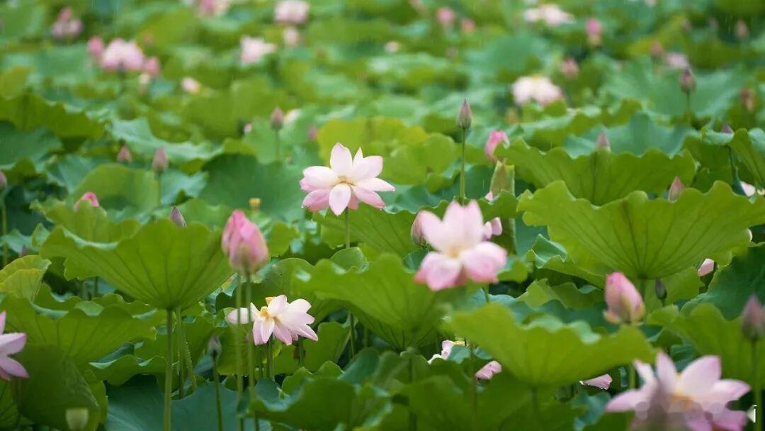 满池荷花次第盛开，满眼青绿粉白，这就是夏天独有的浪漫～ 