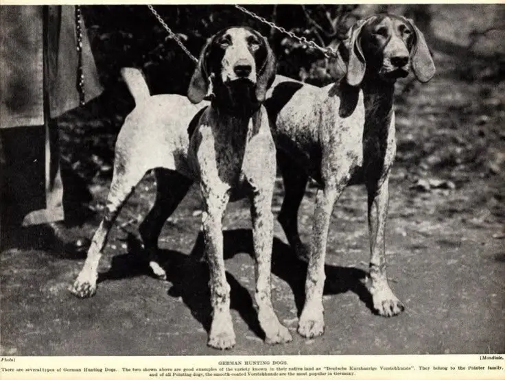 100年前，德国短毛指示犬。指示犬