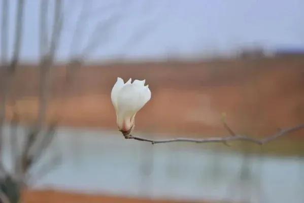 按不住春色的风骚

白天还艳阳高照
春润在用柔情撩翘
怎么趁黑就变得黑风狂躁
难